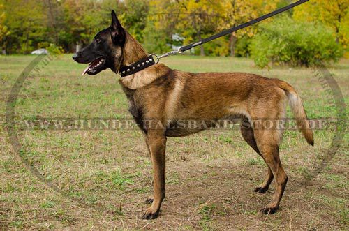 Nalonhalsband für Malinois schoen