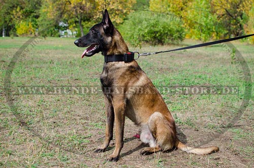 Hundehalsband für Malinois mit Schnellverschluss