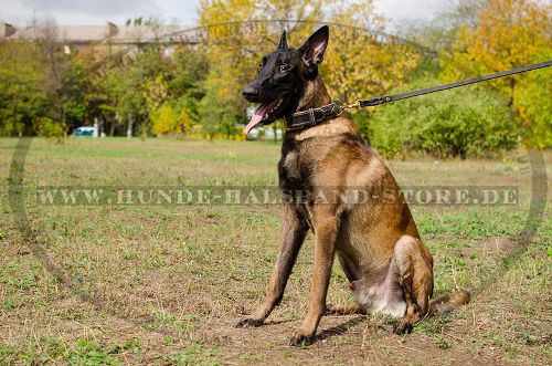 Lederhalsband für Malinois stilvoll