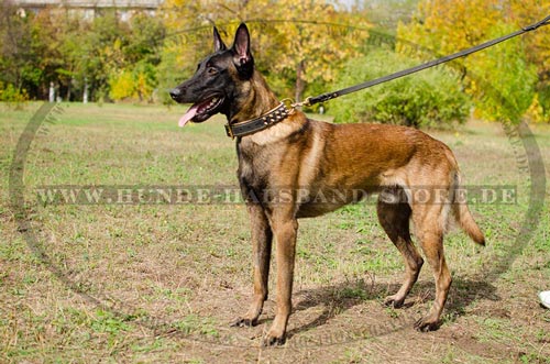 Lederhalsband für Malinois gepolstert