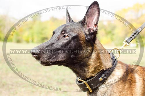 Lederhalsband für Malinois braun