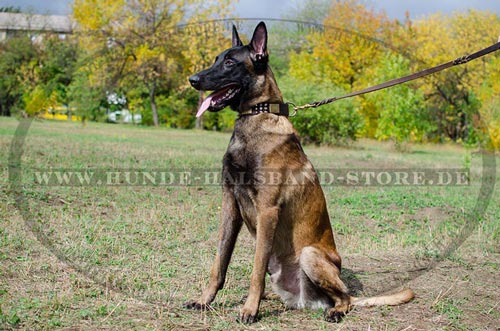 Hundehalsband für Malinois mit Schmuck