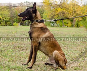 Lederhalsband für Malinois stilvoll