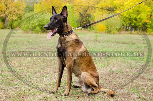 Lederhalsband für Malinois stilvoll