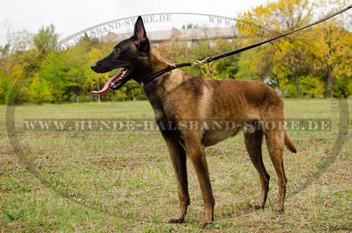 Lederhalsband für Malinois stilvoll