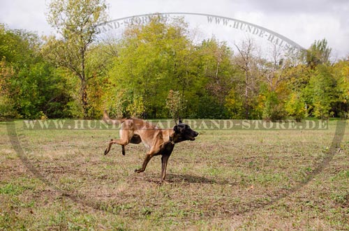 Hundehalsband aus Nylon fuer Malinois