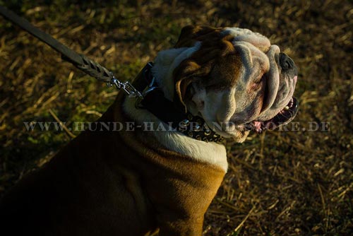 goldenfarbige Spikes und silbrige Nieten am
Hundehalsband