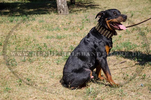 Lederhalsband am Hund wunderbar