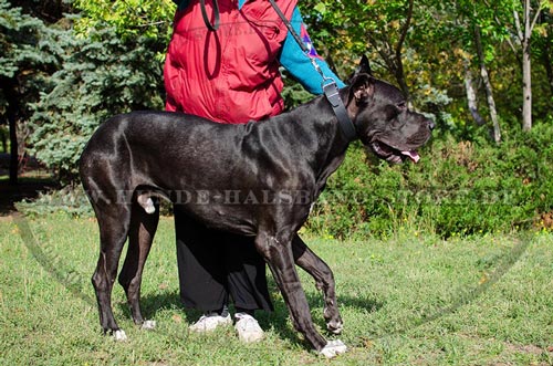 Deutsche Dogge mit dem Halsband