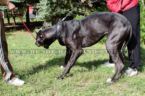 Praktisches Halsband für Dogge