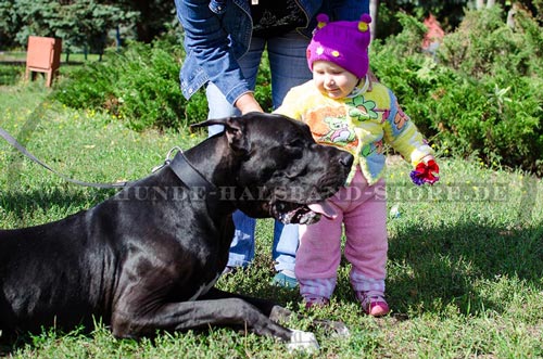 Deutsche Dogge Hundehalsband