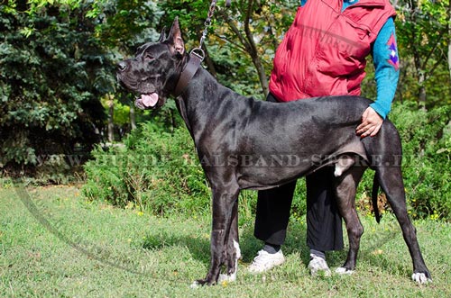 Deutsche Dogge mit echtem Leder Halsband