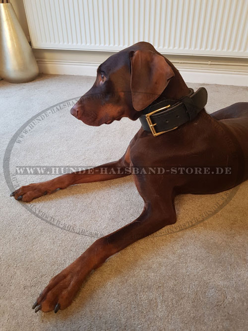 hochqualitatives Halsband am Hund