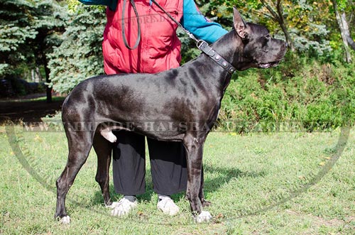 Deutsche Dogge mit unserem Lederhalsband