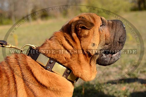 exklusives
Halsband fuer Shar-Pei 