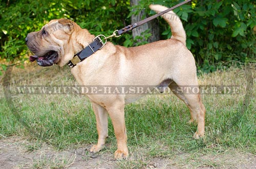  Stilvolles
Hundehalsband aus Leder