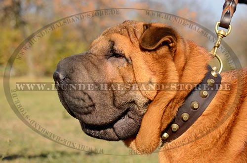 geschmuekctes
Halsband am Hund