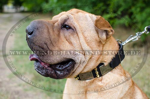  Stilvolles
Hundehalsband aus Leder