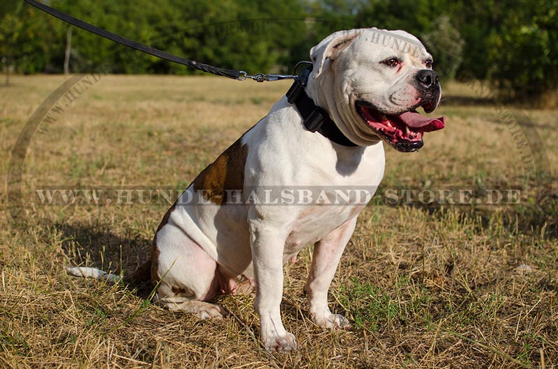 Nylon
Hundehalsband
mit
Schnellverschluss