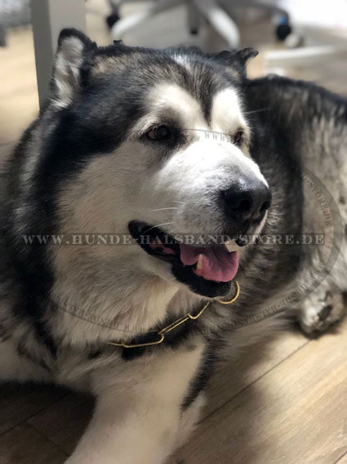 Hundehalsband Kette am Malamute