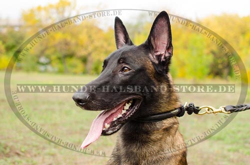 Lederhalsband für Malinois dressur