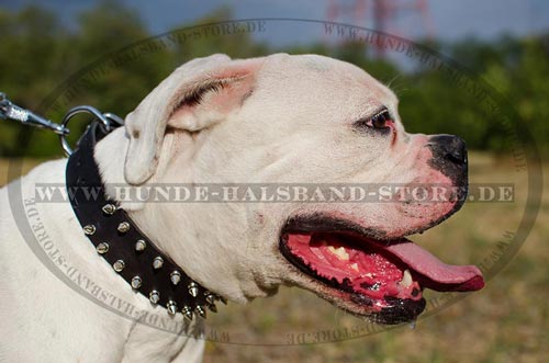 Hundehalsband 40 mm mit Spikes