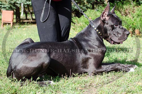 Hundehalsband aus Fettleder