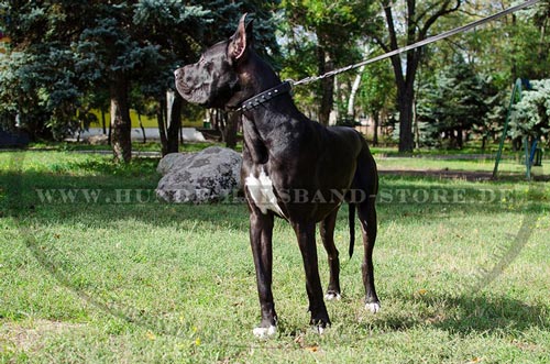 Hundehalsband aus echtem Leder