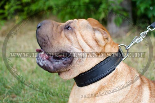 klassisches Halsband am Hund