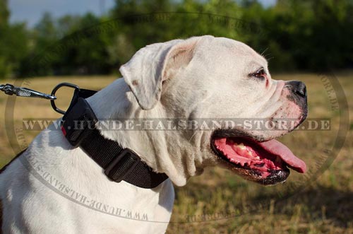 festes
Nylonhalsband amerikanische Bulldogge