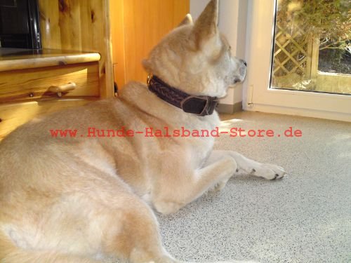 Lederhundehalsband fuer Akita