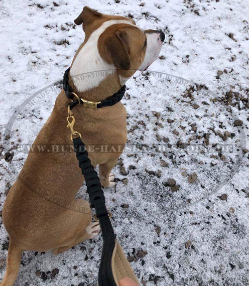 stilvolles Halsband am Hund