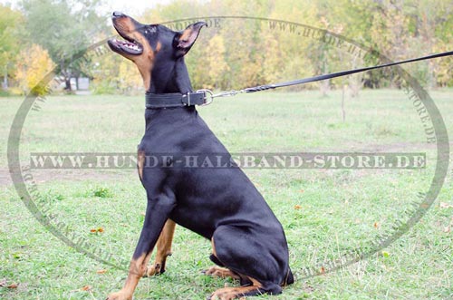 Lederhalsband für Dobermann exklusives Design