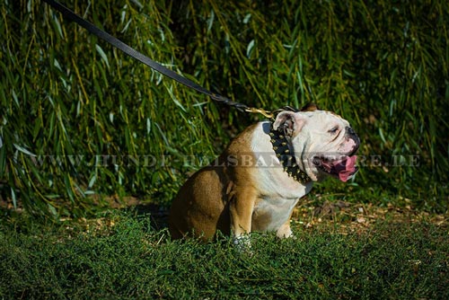 Halsband für englische Bulldogge mit Spikes