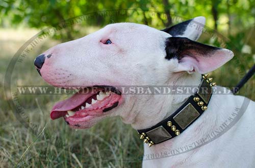 Hundehalsband aus Leder breit mit Schmuck