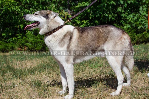 Nietenhalsband für Husky mit Platten