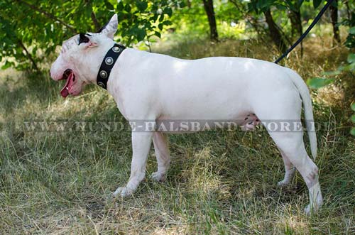 Halsband aus Nylon mit Schmuck für Bullterrier