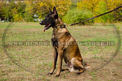 Lederhalsband für Malinois stilvoll