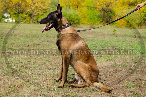 Lederhalsband für Malinois braun