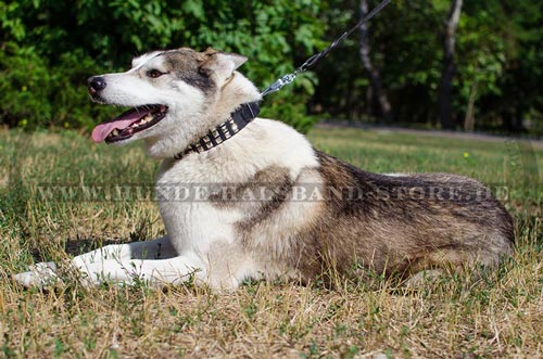 Hundehalsband für Husky mit Schmuck