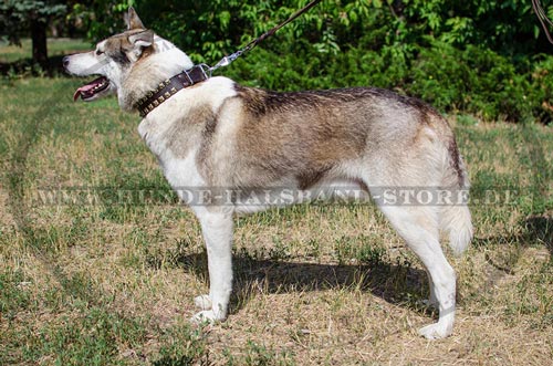 Nietnhalsband für Husky mit Nieten