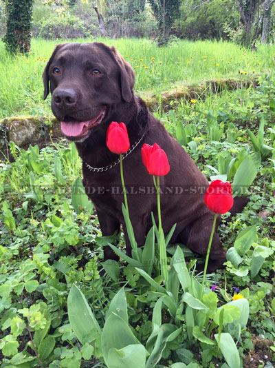 Hundehalsband Kette am Hund