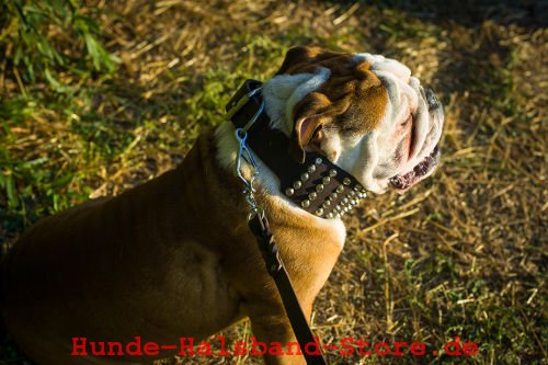 unglaubliches Halsband Hund