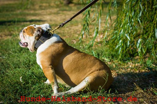 Messing
geschmücktes Hundehalsband