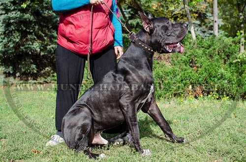 Deutsche Dogge mit unserem Lederhalsband