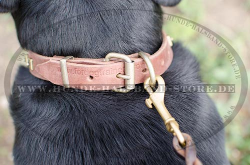 Halsband für Schweizer Sennenhund 