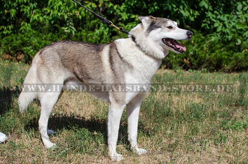 Halsband für Husky 