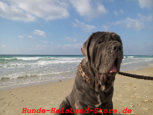 Curogan sicheres Hundehalsband 