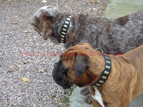 Beide Hunde mit Halsbändern