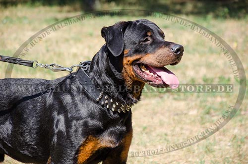 Hundehalsband aus Leder mit Spikes